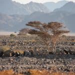 Ägypten Reiseblog - Quadtour 7
