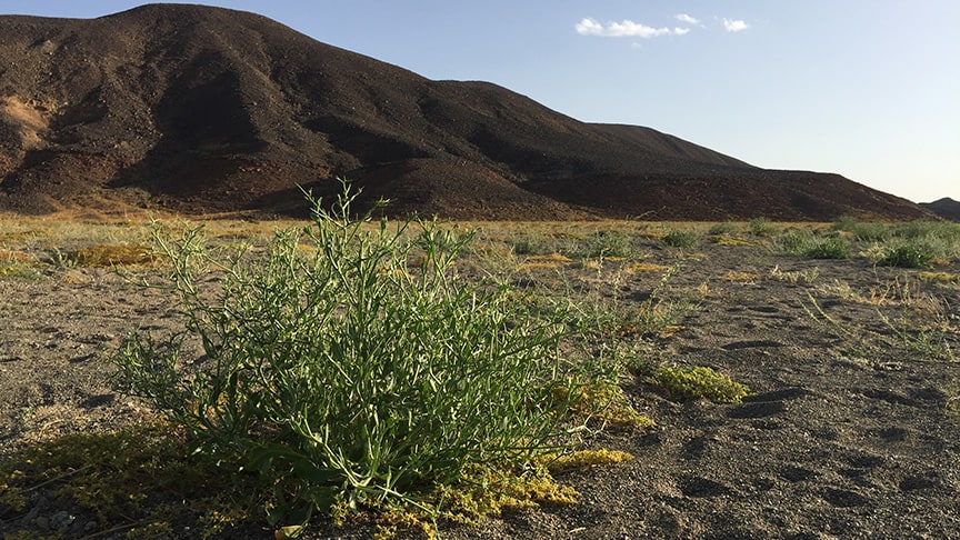 Egypt travel blog - the desert is alive! 39