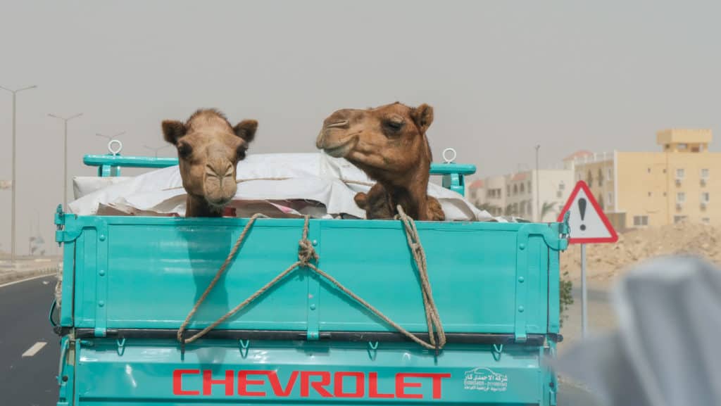 Ägypten Reiseblog 2020 – Teil 3 32